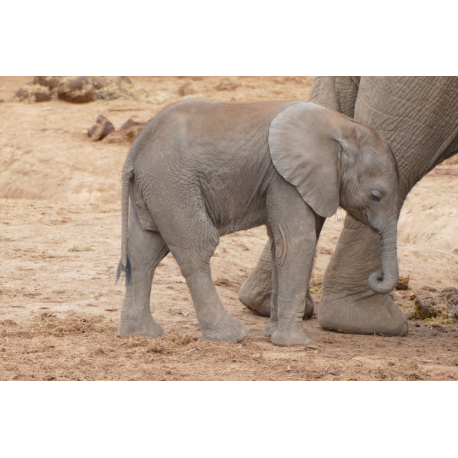 Foto auf Plexiglas - Baby Elefant