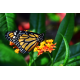 Foto auf Plexiglas - Schmetterling