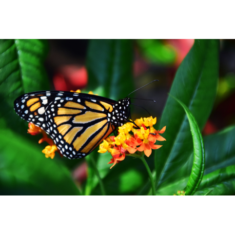 Foto auf Plexiglas - Schmetterling