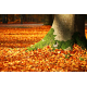 Foto auf Plexiglas - Herbst