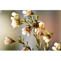 Foto auf Plexiglas -  Weiße Blüte