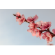Foto auf Plexiglas -  Zweig der Blumen