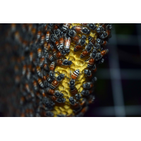 Foto auf Plexiglas - Bienen Wabe