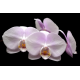 Foto auf Plexiglas - Orchidee