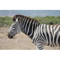 Foto auf Plexiglas - Zebra