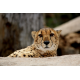 Foto auf Plexiglas - Cheetah