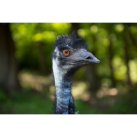 Foto auf Plexiglas - Emu