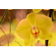 Foto auf Plexiglas - Gelbe Orchidee