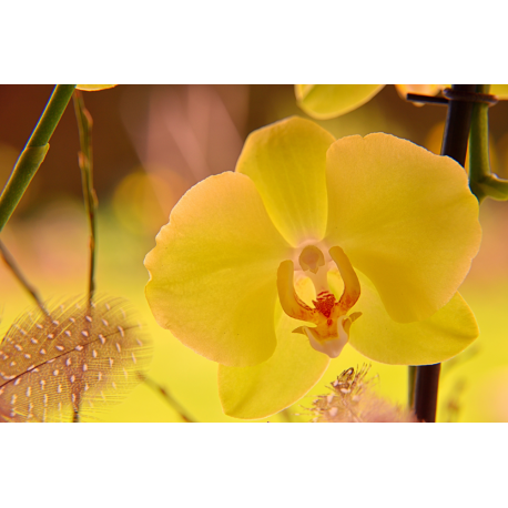 Foto auf Plexiglas - Gelbe Orchidee