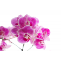 Foto auf Plexiglas - Lila Orchidee