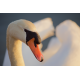Foto auf Plexiglas - Swan