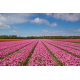 Foto auf Plexiglas - Tulpen Feld
