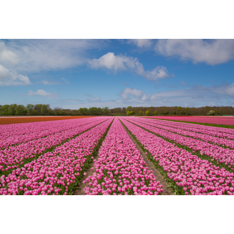 Foto auf Plexiglas - Tulpen Feld