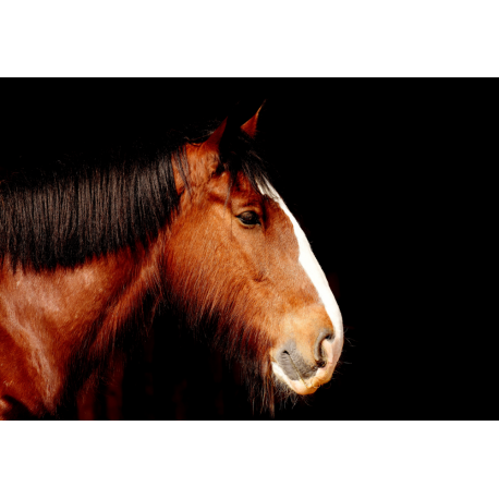 Foto auf Plexiglas - Pferd