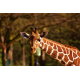 Foto auf Plexiglas - Giraffe