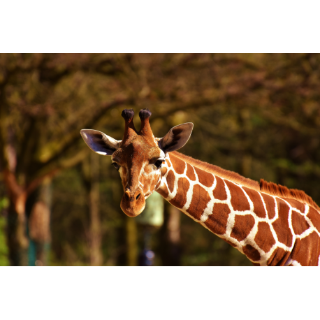 Foto auf Plexiglas - Giraffe