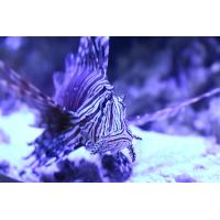 Foto auf Plexiglas - Feuerfische