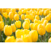 Foto auf Plexiglas - Tulpen