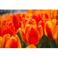 Foto auf Plexiglas - Tulpen