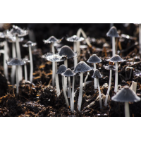 Foto auf Plexiglas - Pilze