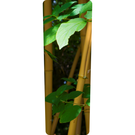 Mülltonnenaufkleber (Bambus)