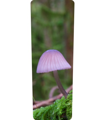 Mülltonnenaufkleber (Pilzes)