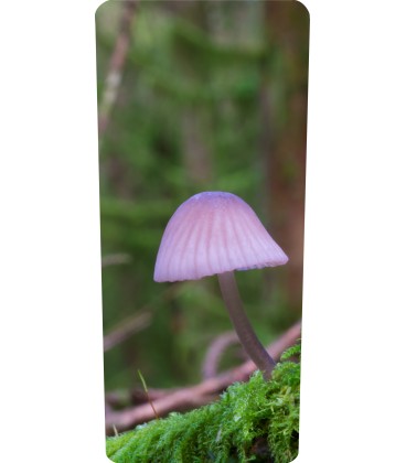 Mülltonnenaufkleber (Pilzes)