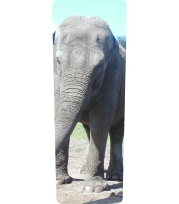 Mülltonnenaufkleber (Elefant)